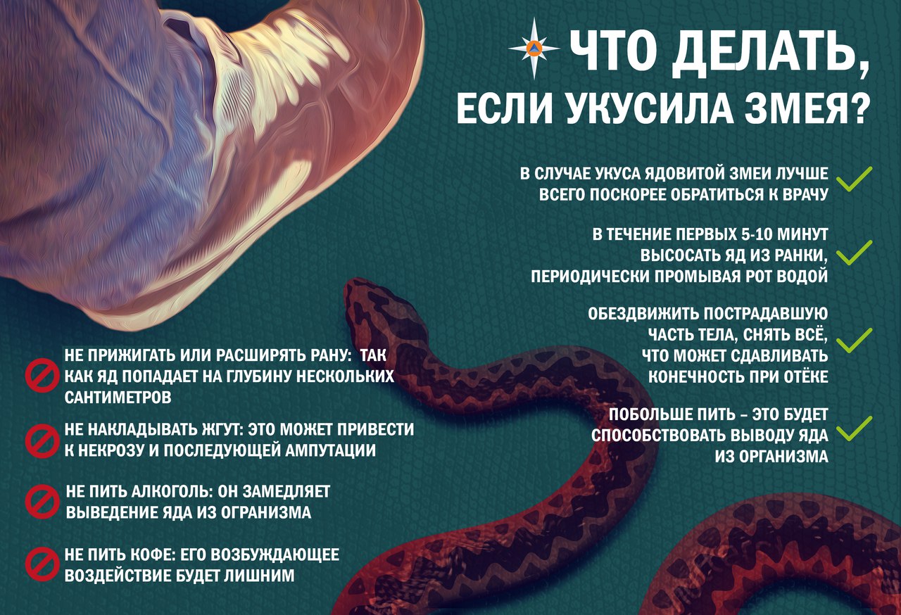 Укус змеи